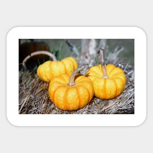 Three Mini Pumpkins Sticker